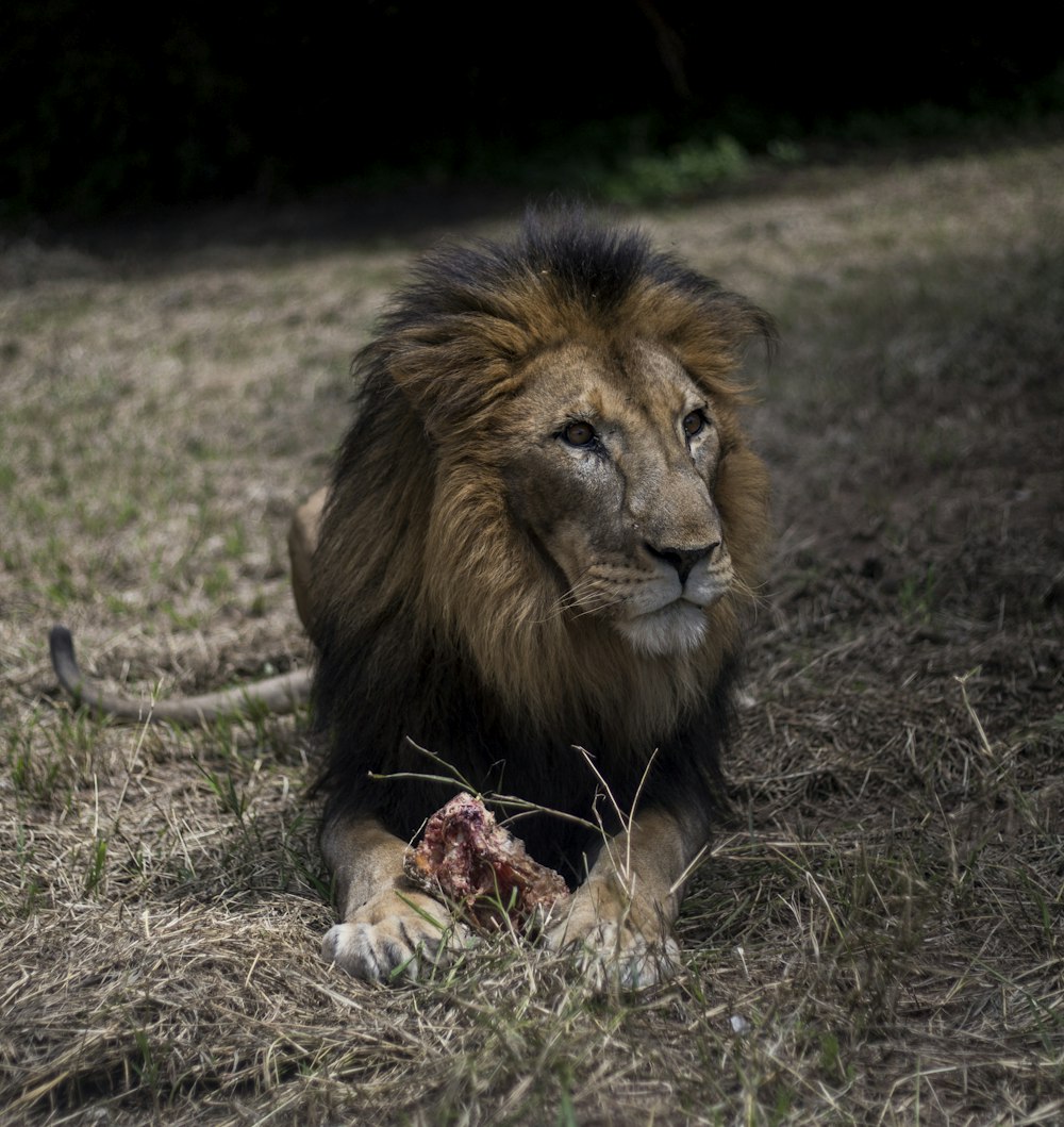 a lion laying on the ground eating a dead animal