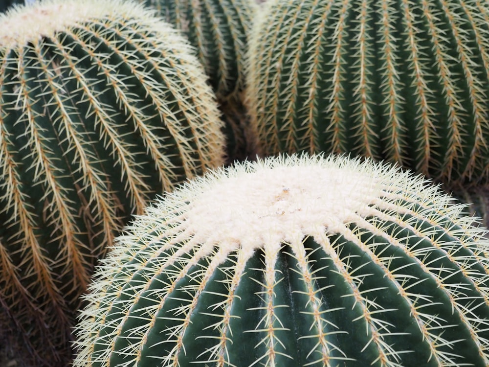 a close up of a bunch of cactus plants