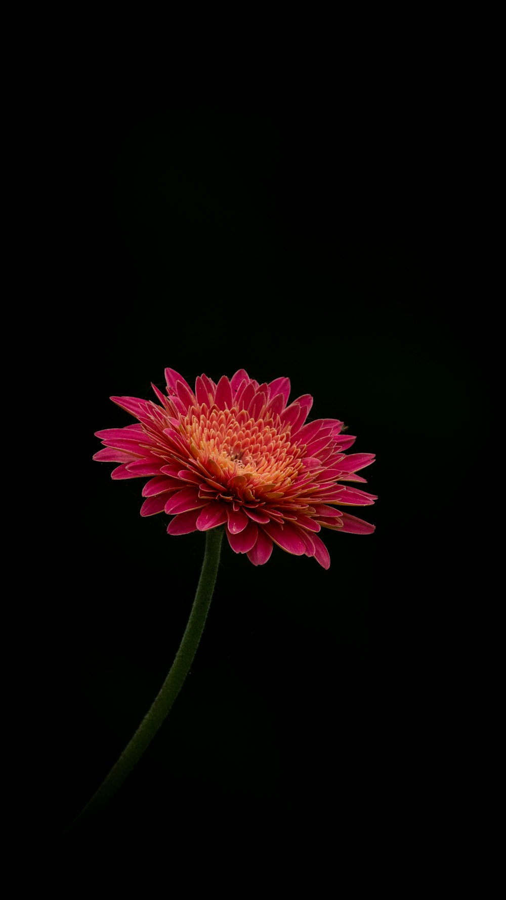 a pink flower with a black background