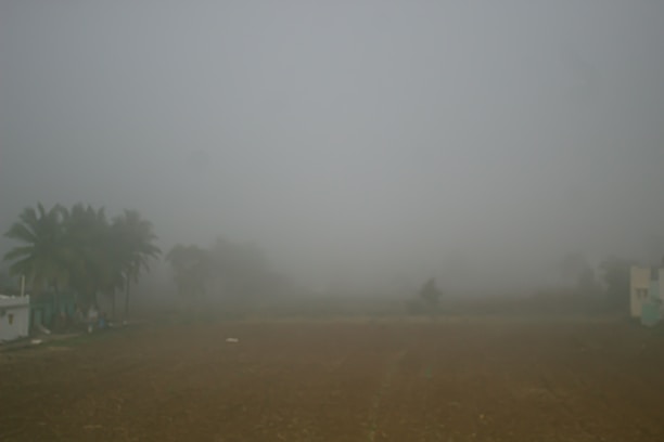 A foggy landscape with limited visibility, featuring palm trees on the left and faint outline of buildings on the sides. The foreground shows an open field or ground area.