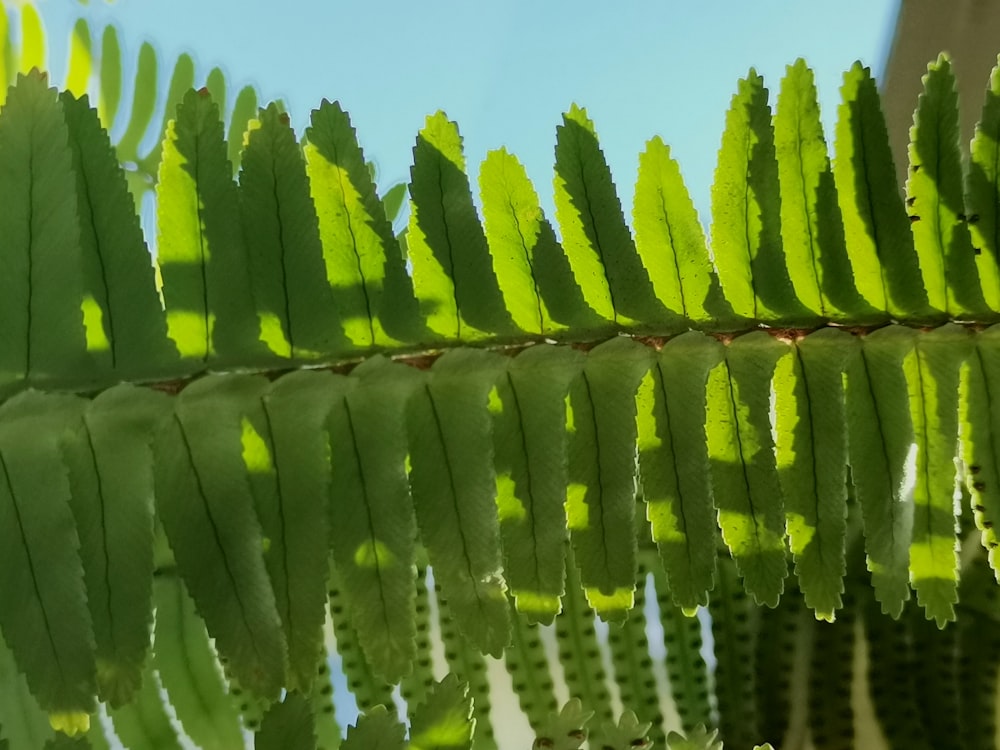 a close up of a green leaf on a tree