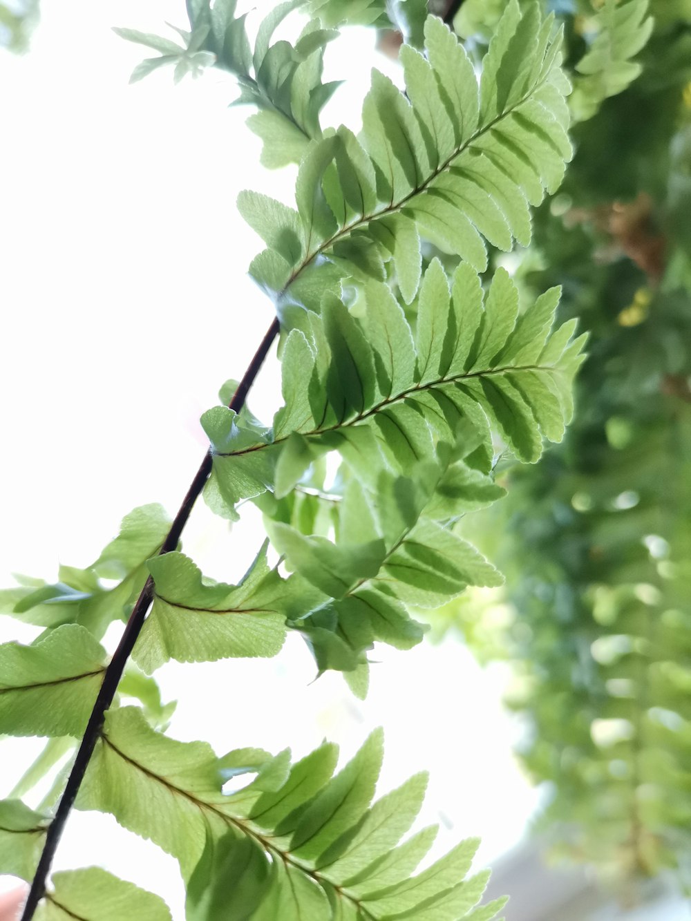 a close up of a green leafy plant