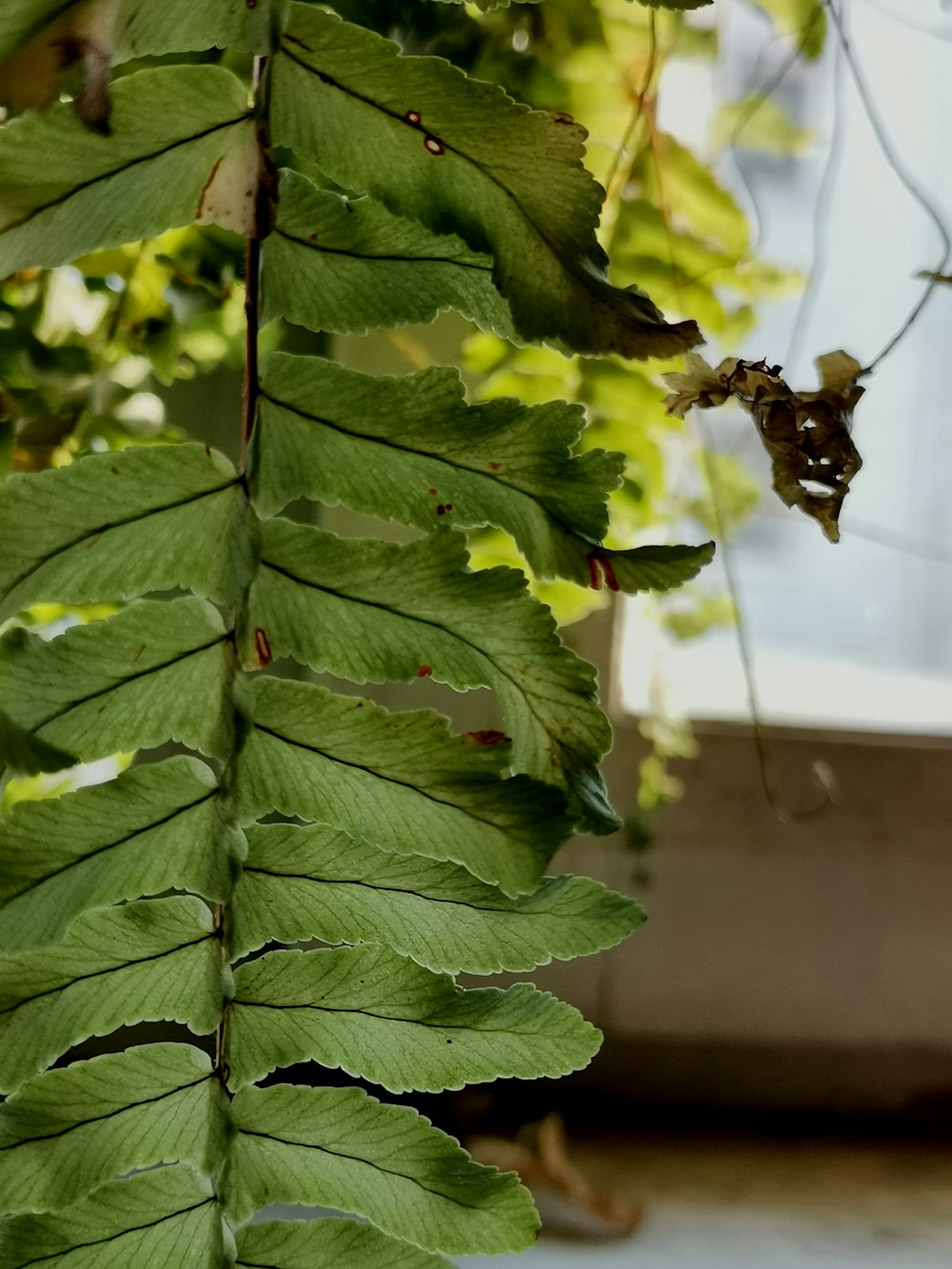 a close up of a green leaf on a tree