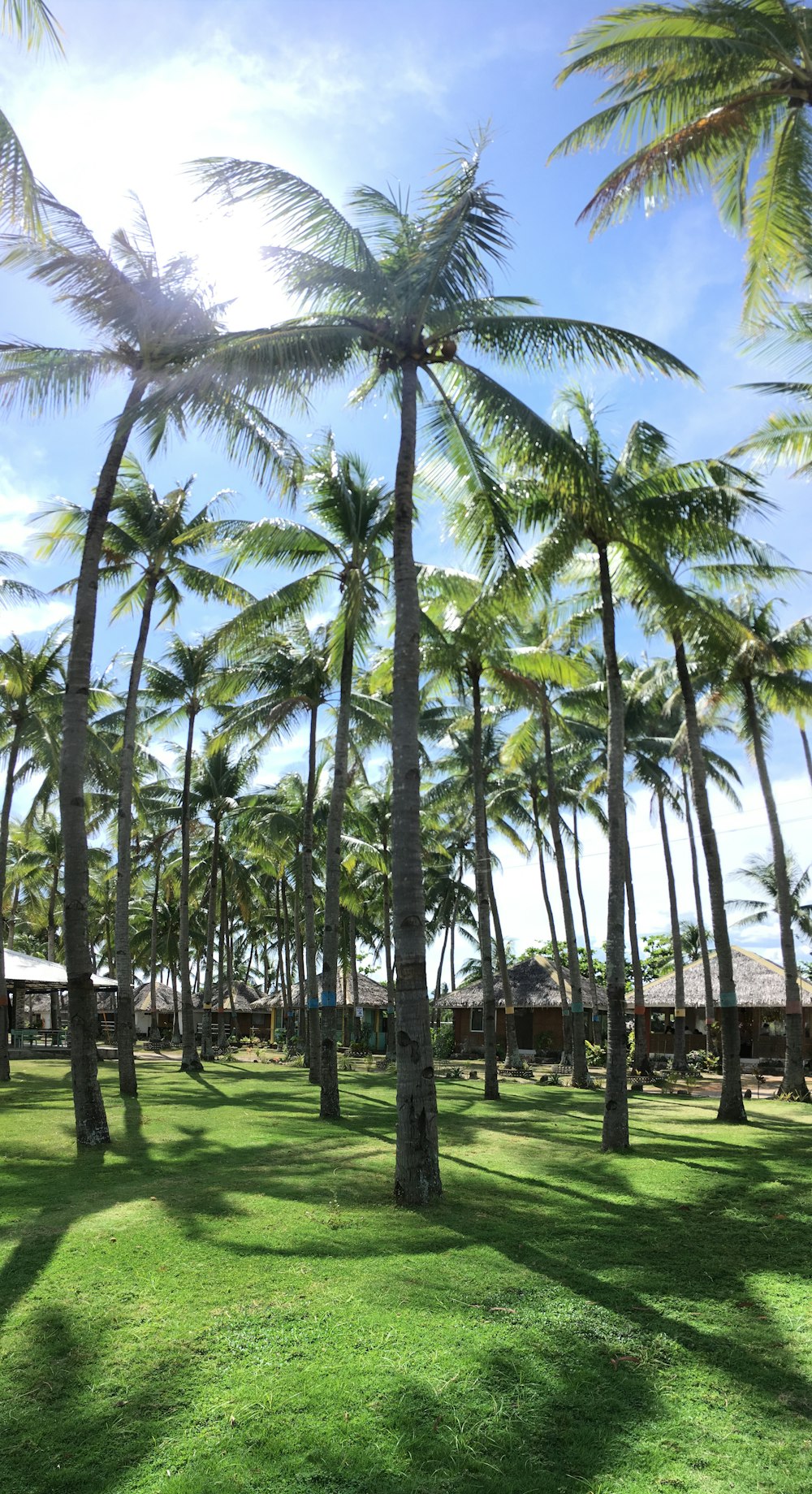 a grassy area with a bunch of palm trees
