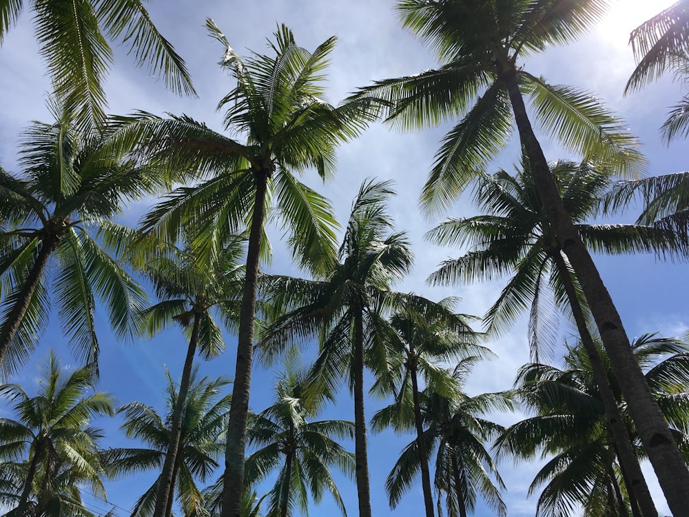 a group of palm trees with a blue sky in the background