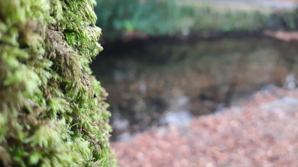 moss growing on a tree next to a body of water