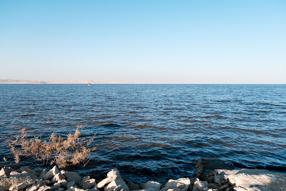 a body of water surrounded by rocks and plants