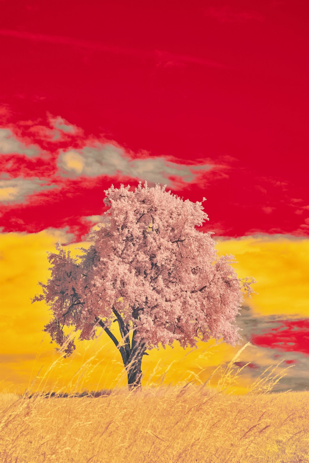 a tree in a field with a red sky in the background