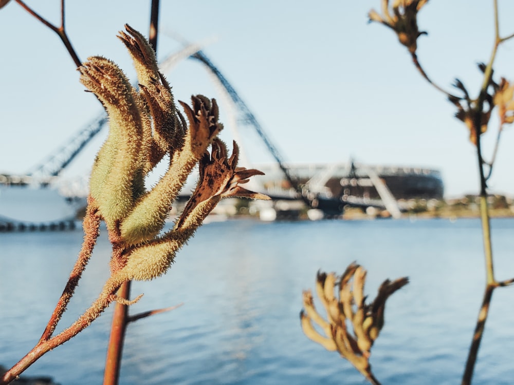 a close up of a plant near a body of water