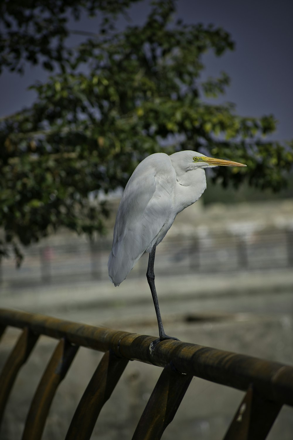 a white bird standing on top of a wooden fence