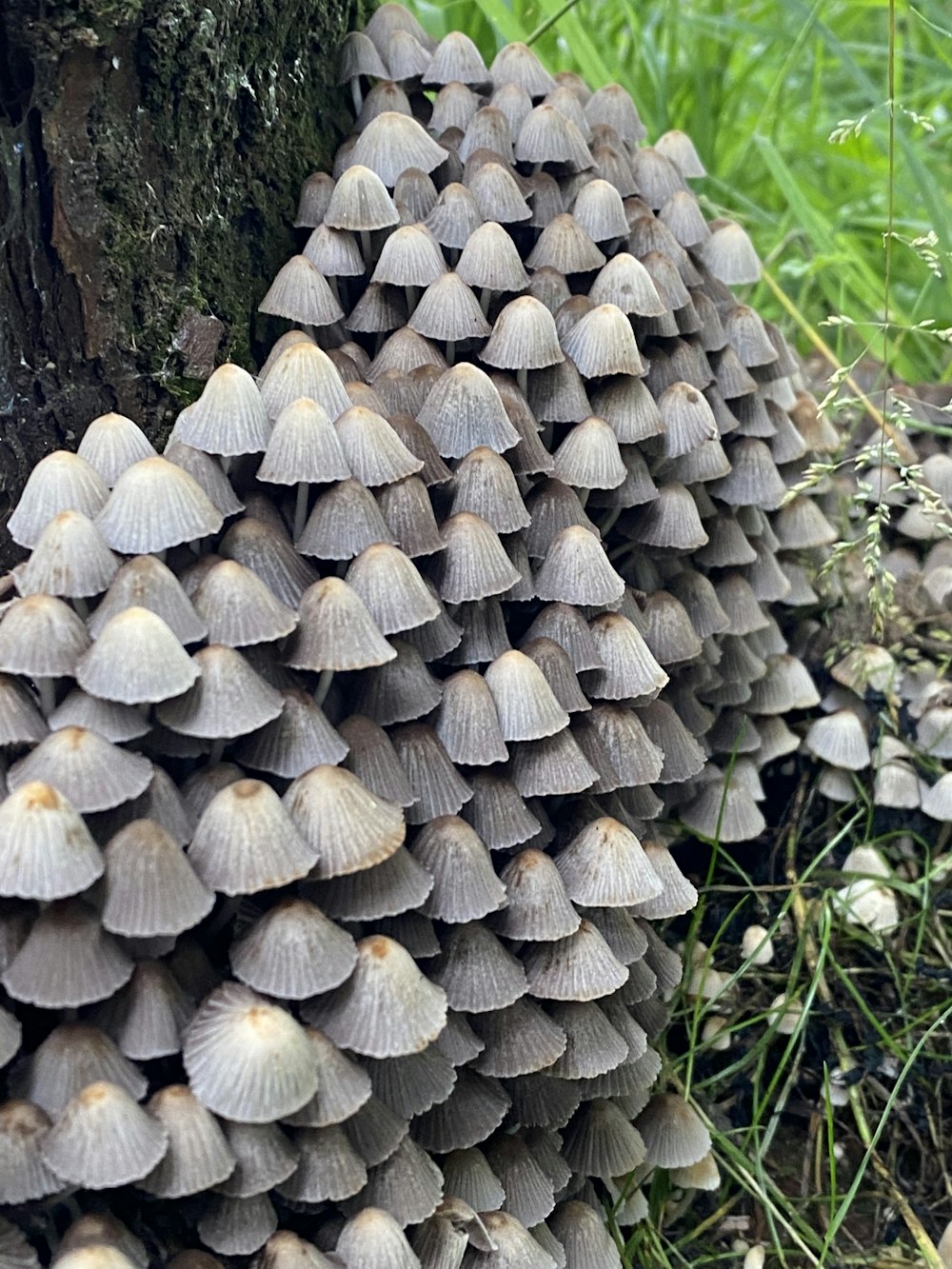a bunch of mushrooms growing on a tree