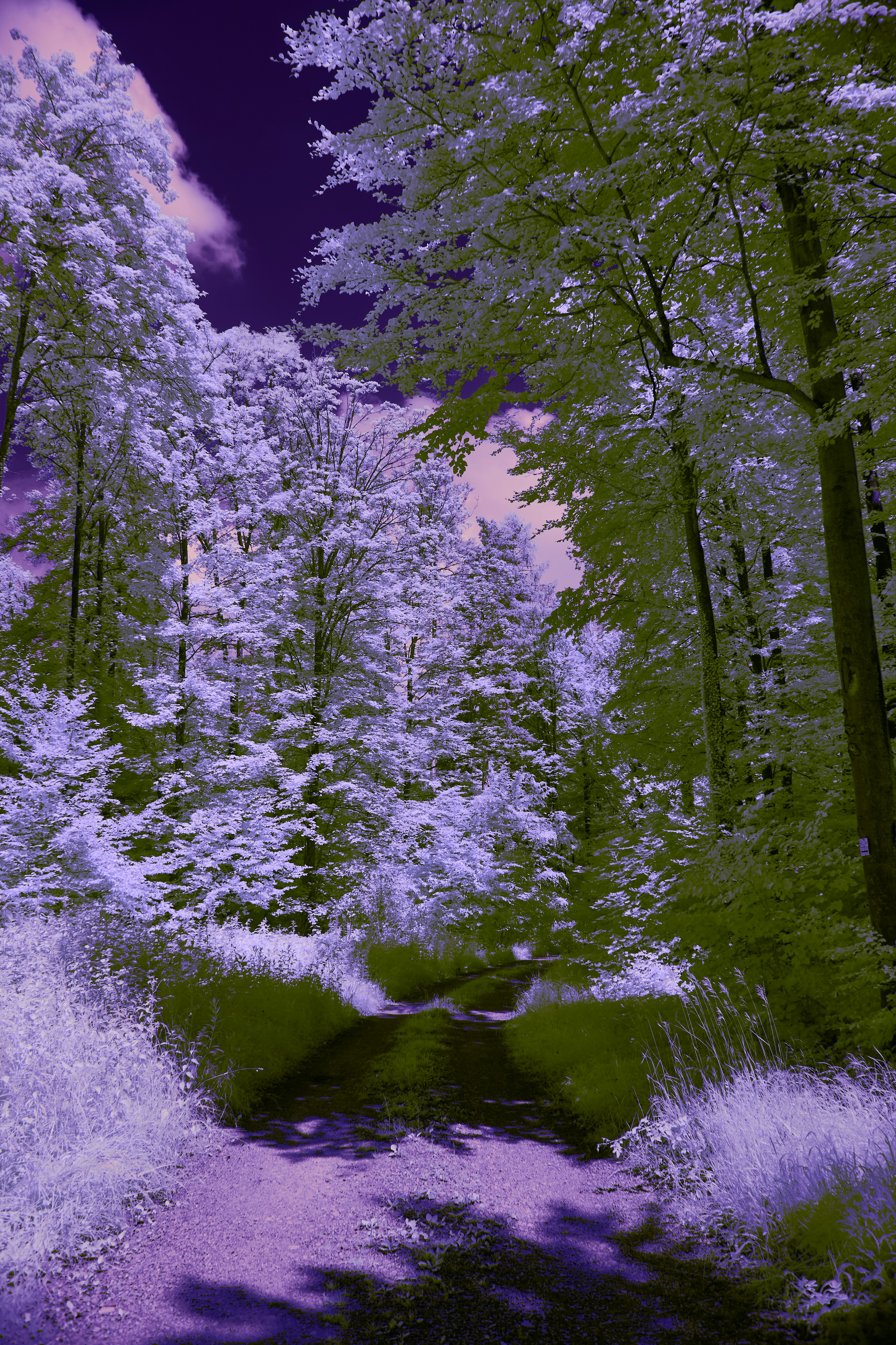 Photo by wolfgang_hasselmann