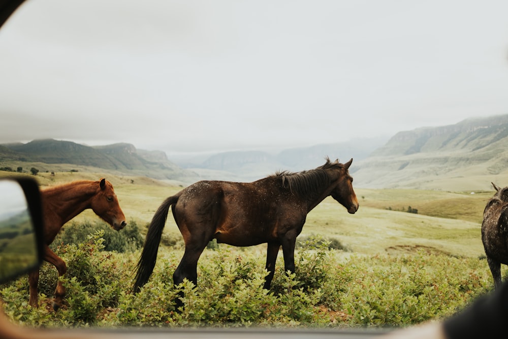 a couple of brown horses standing on top of a lush green field