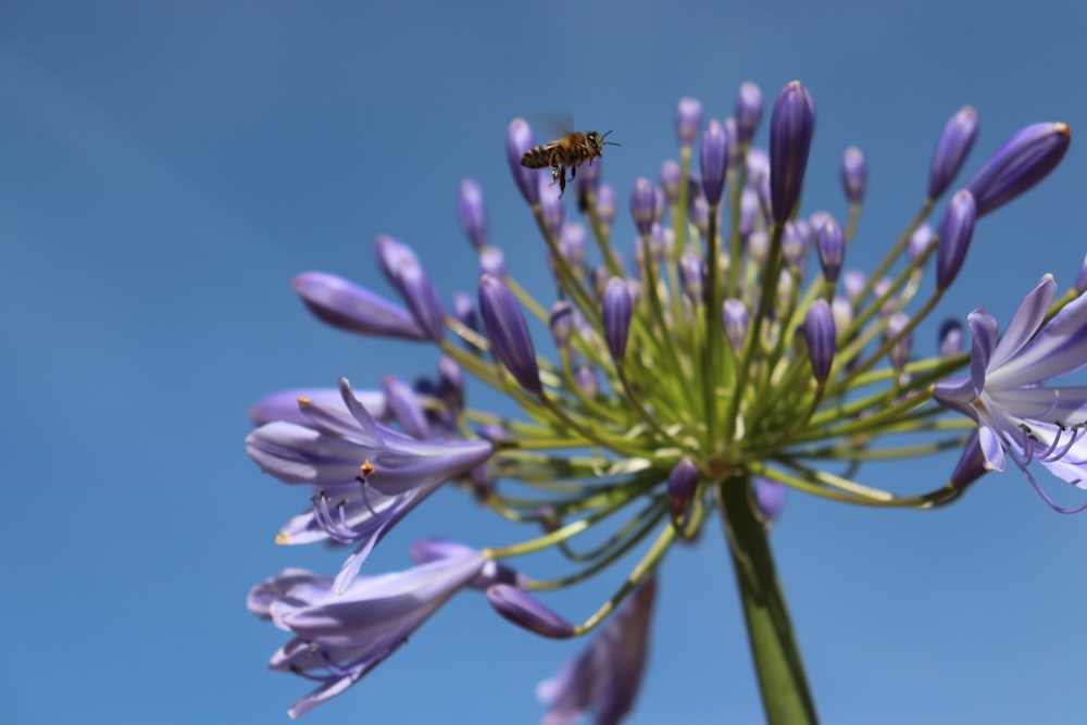 a purple flower with a bee on top of it