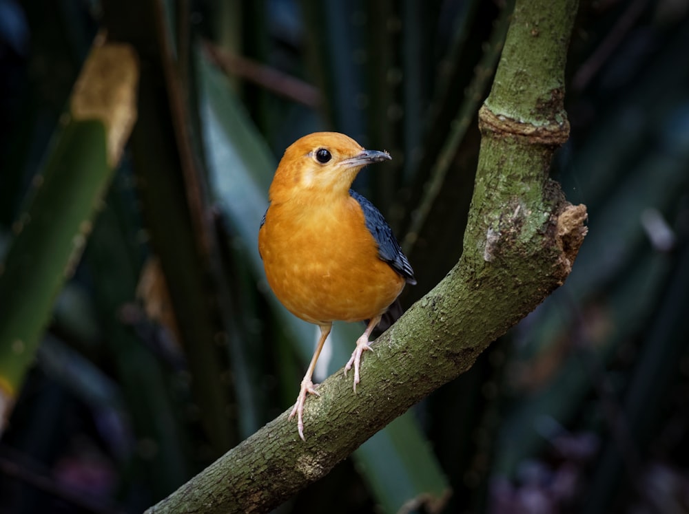 Un piccolo uccello arancione appollaiato su un ramo d'albero
