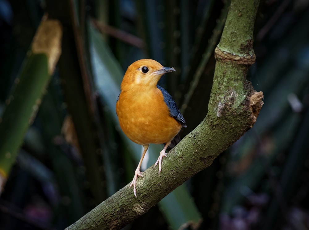 a small orange bird perched on a tree branch