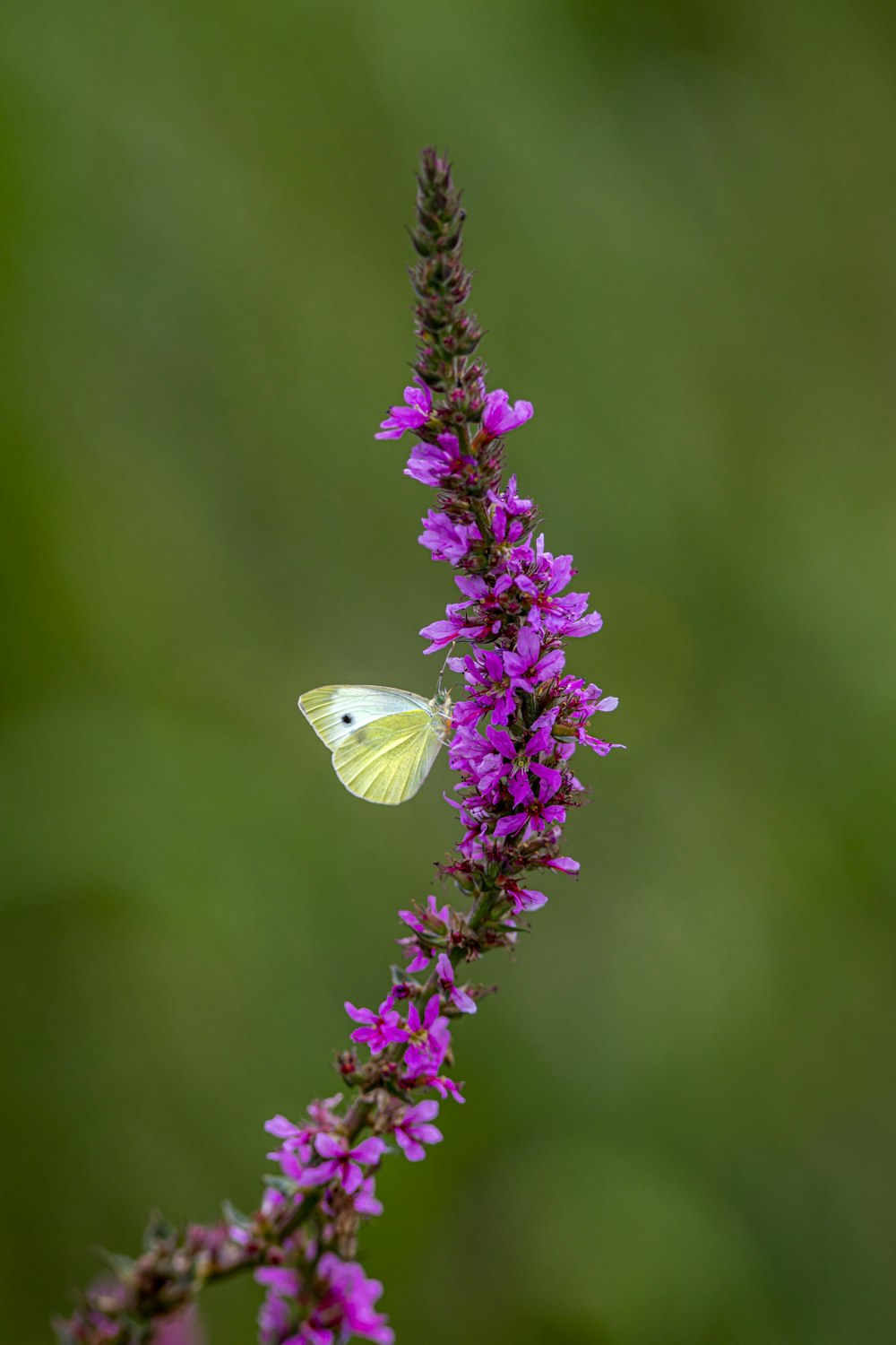 a white butterfly sitting on a purple flower