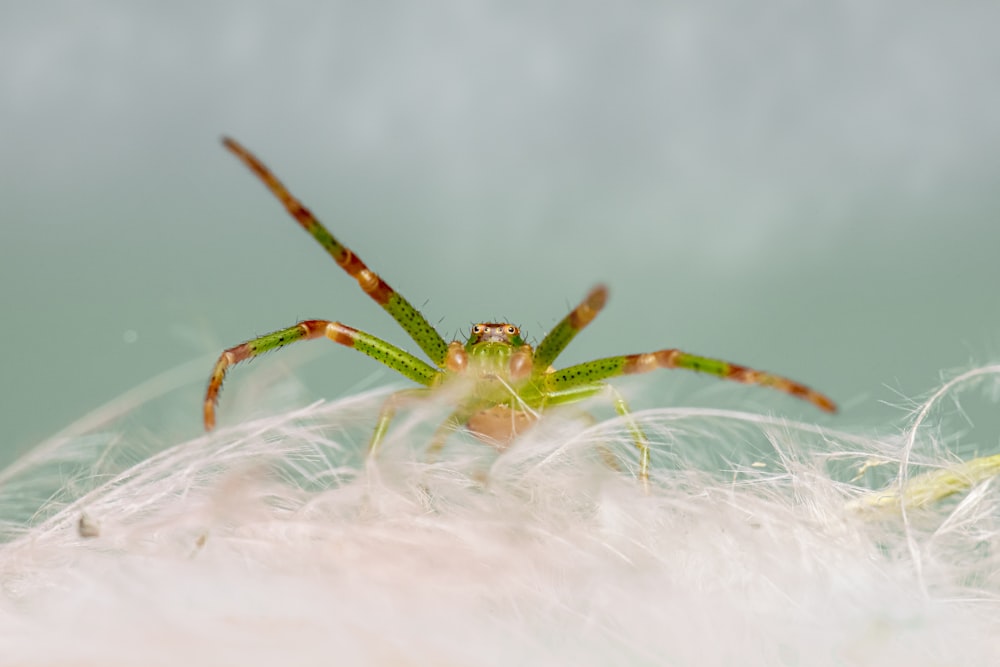 a close up of a spider on a feather