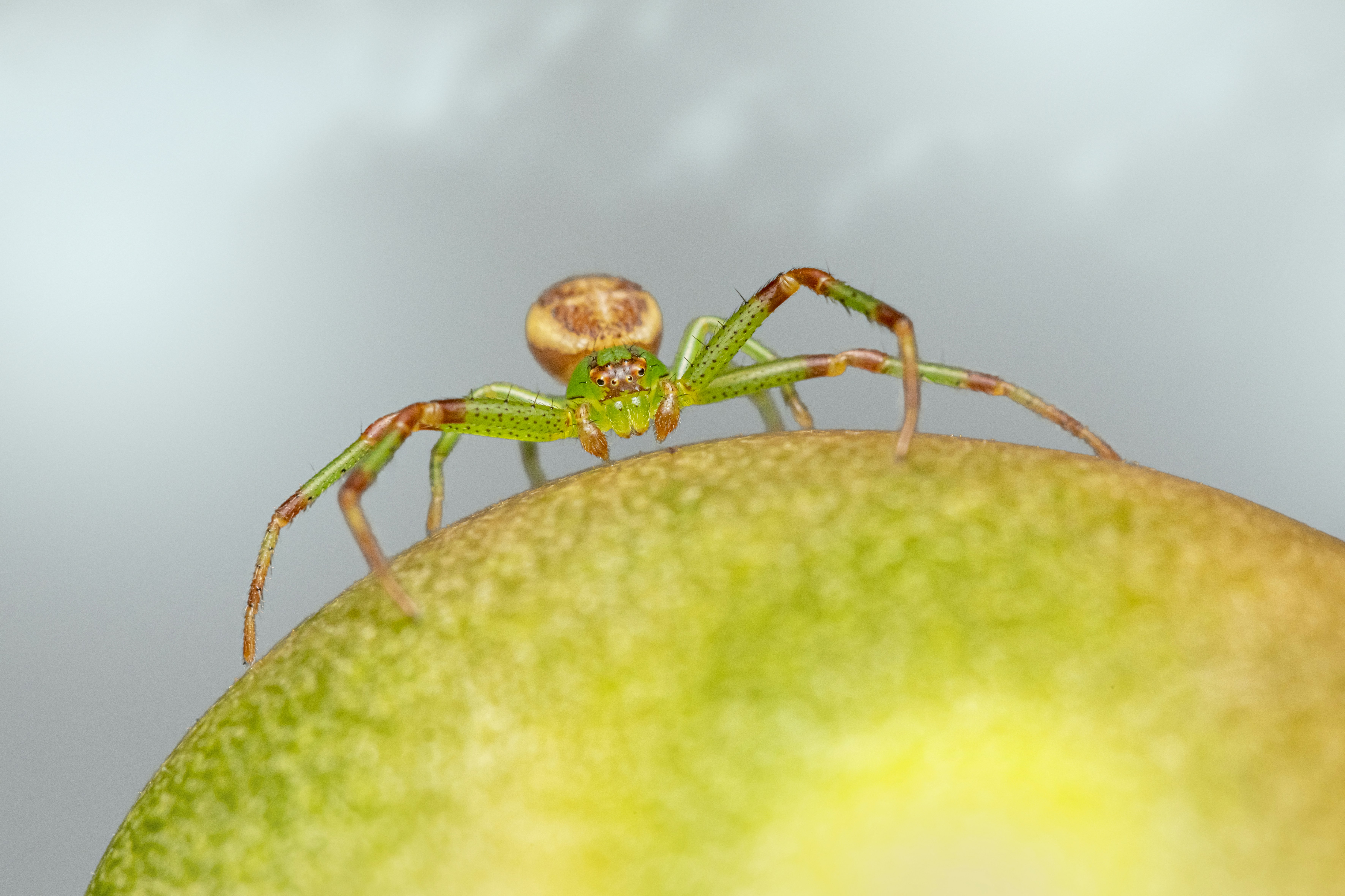 Photo by erik_karits