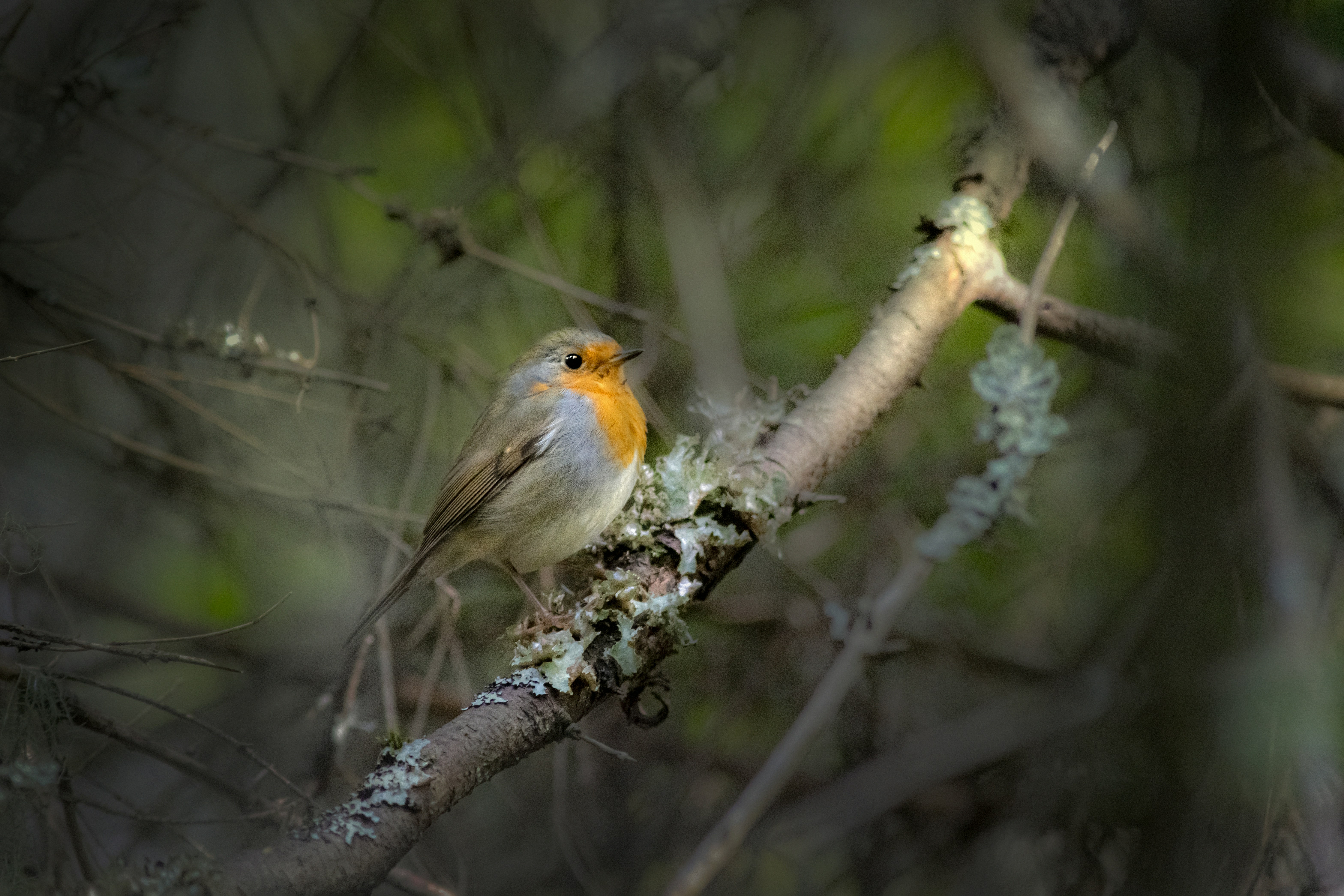 Photo by erik_karits