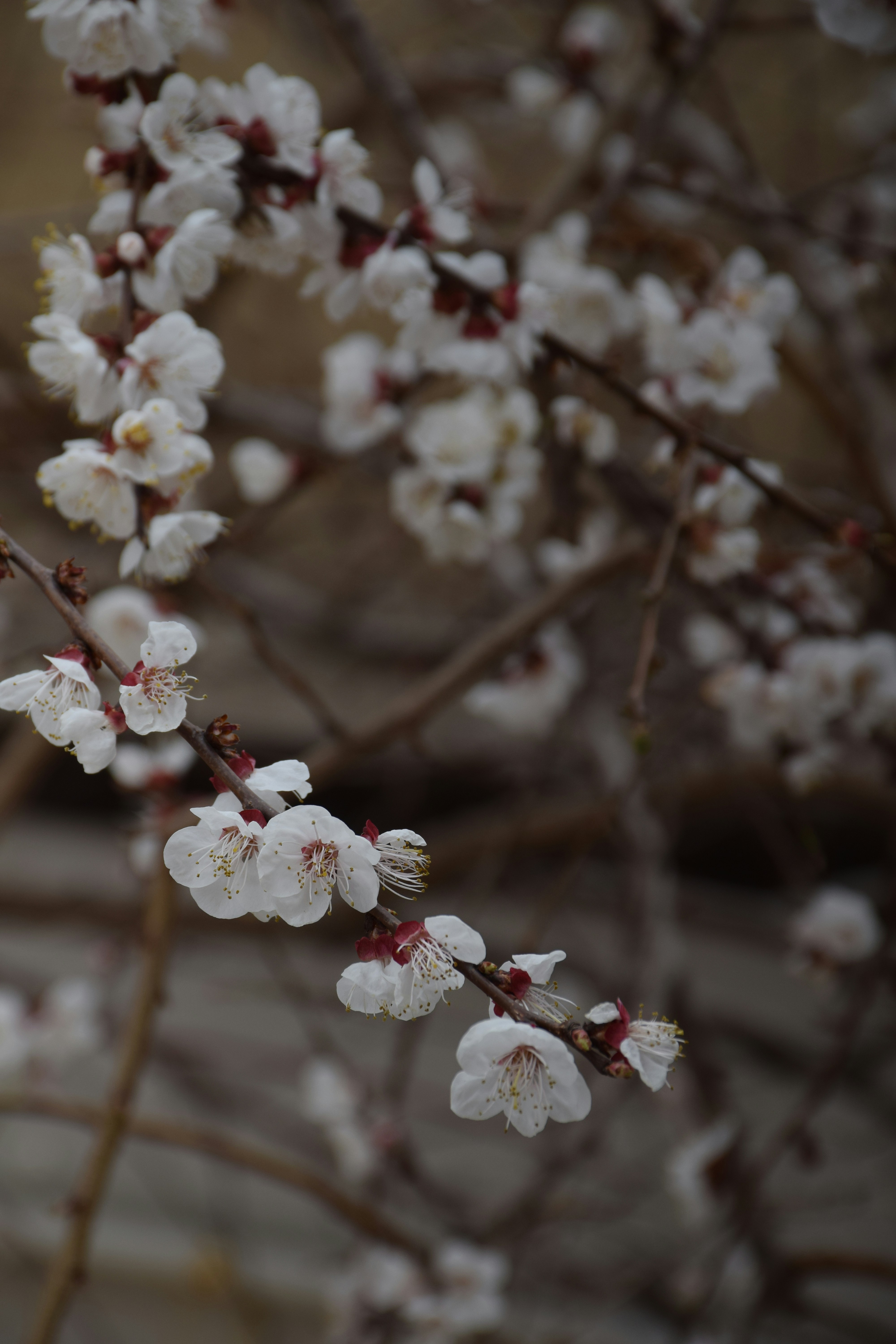 Photo by esk_nazanin