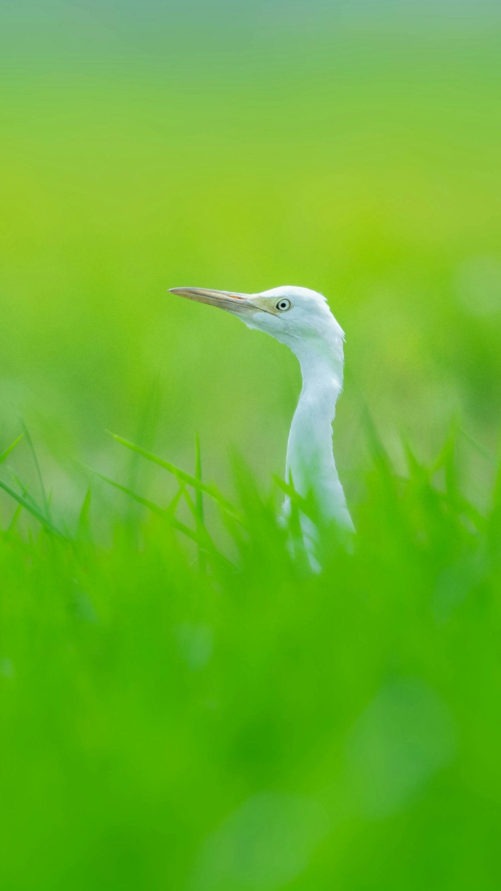 a close up of a bird in the grass