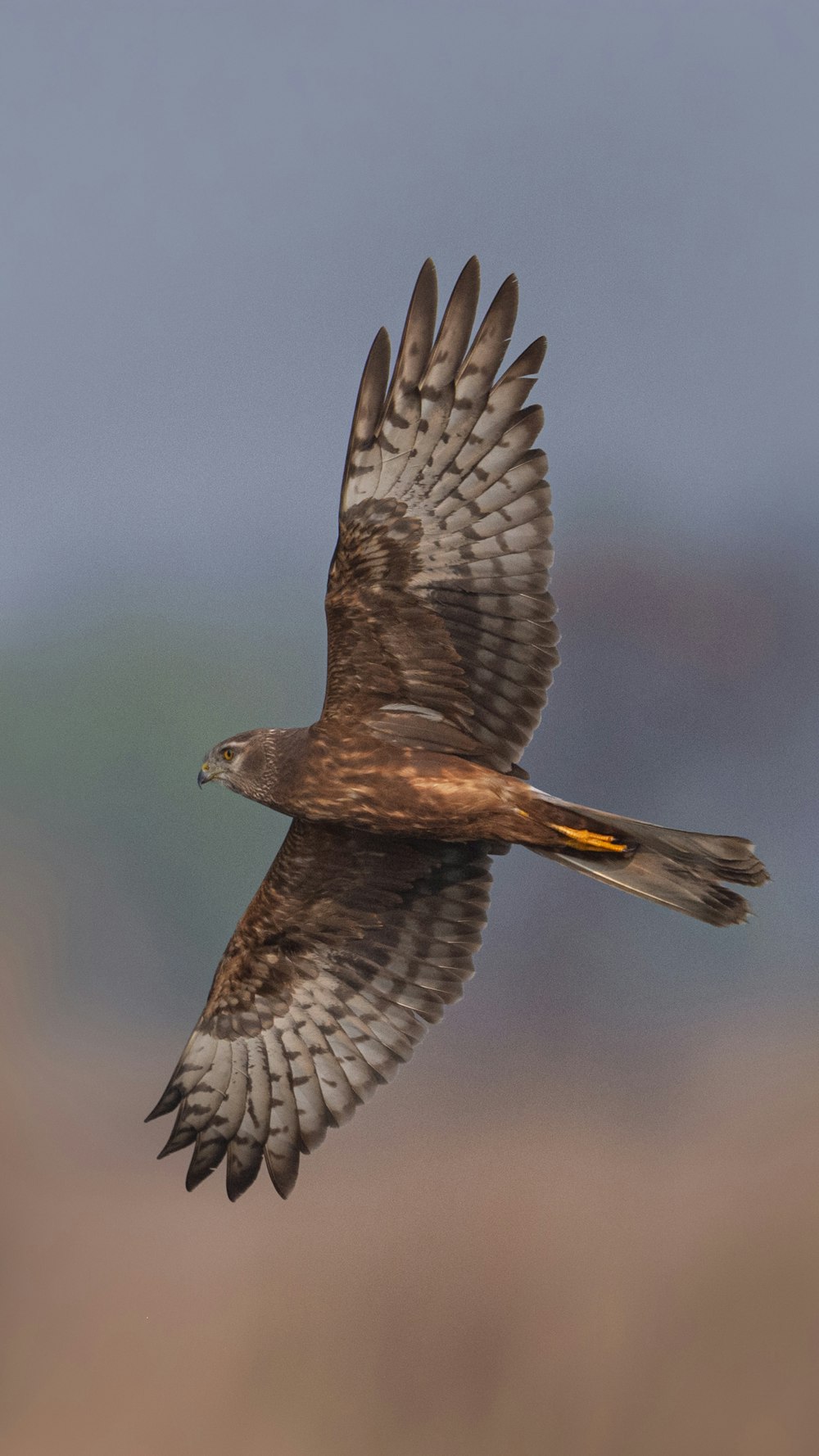 a bird flying in the air with its wings spread