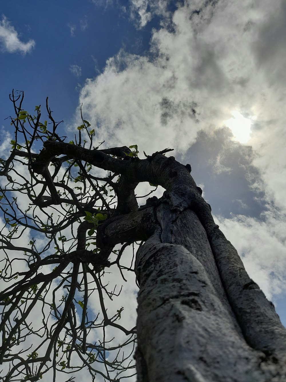 a very tall tree with a sky in the background