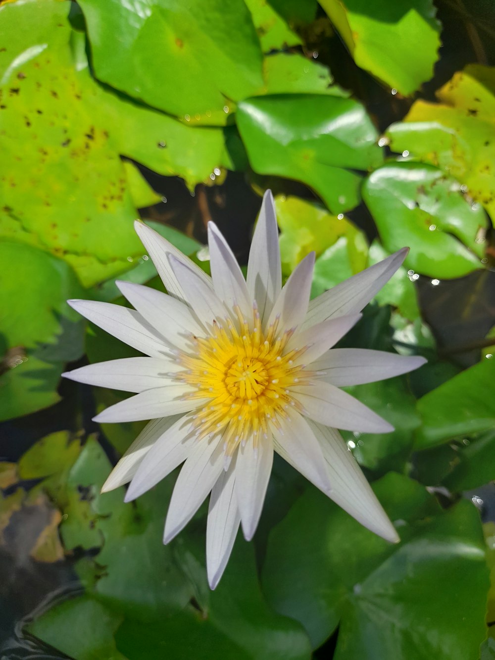 a white and yellow flower surrounded by green leaves