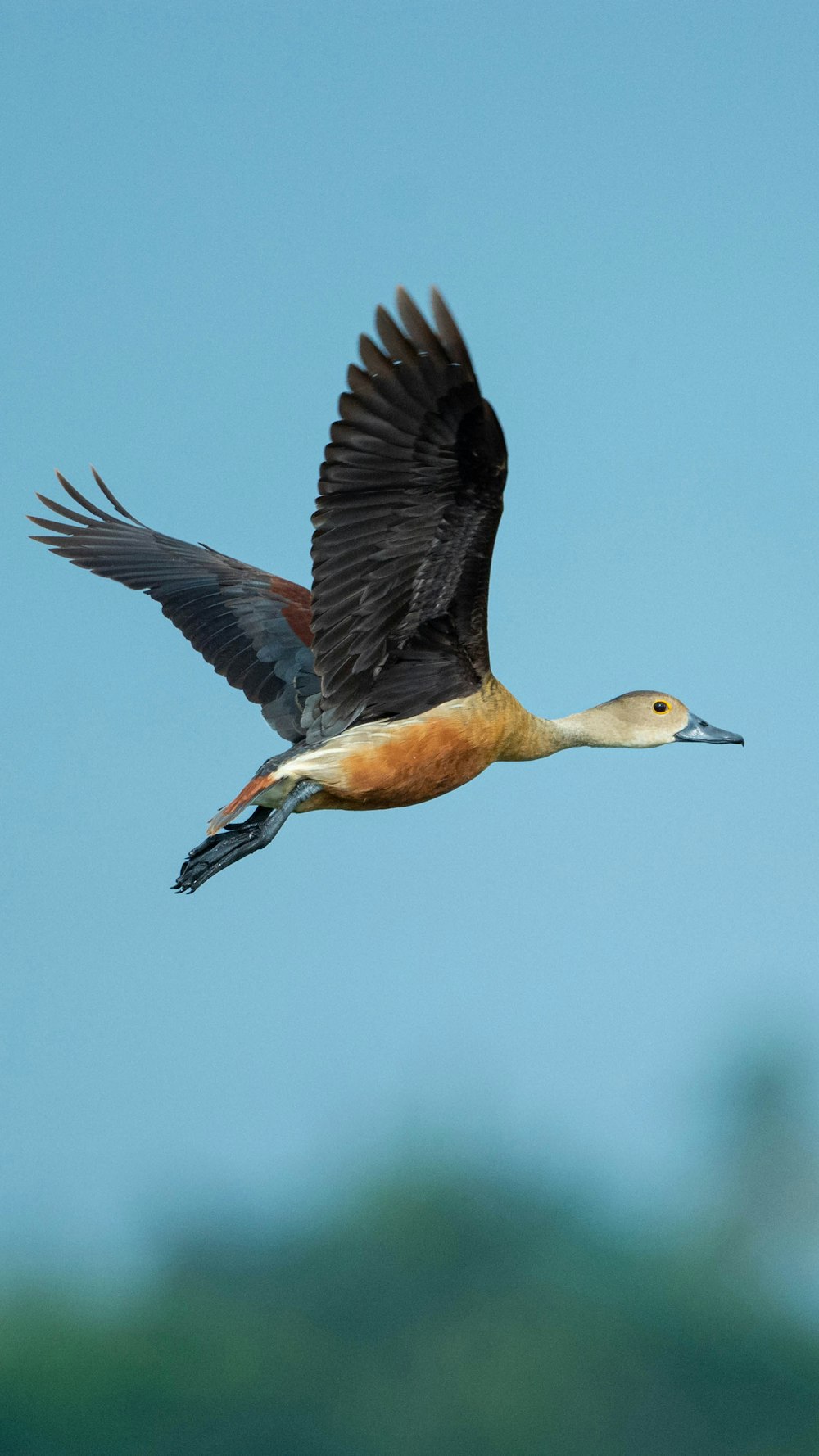 a large bird flying through a blue sky