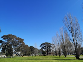 A clear blue sky over a park with vibrant green grass and a row of leafless trees on one side. Lush, full trees are scattered throughout, with buildings visible in the background. A wooden fence and a quiet street can also be seen, adding to the tranquil suburban setting.
