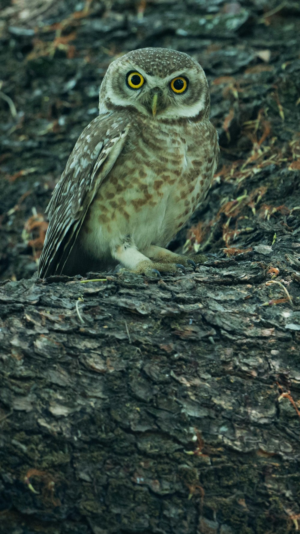 an owl is sitting on a tree branch