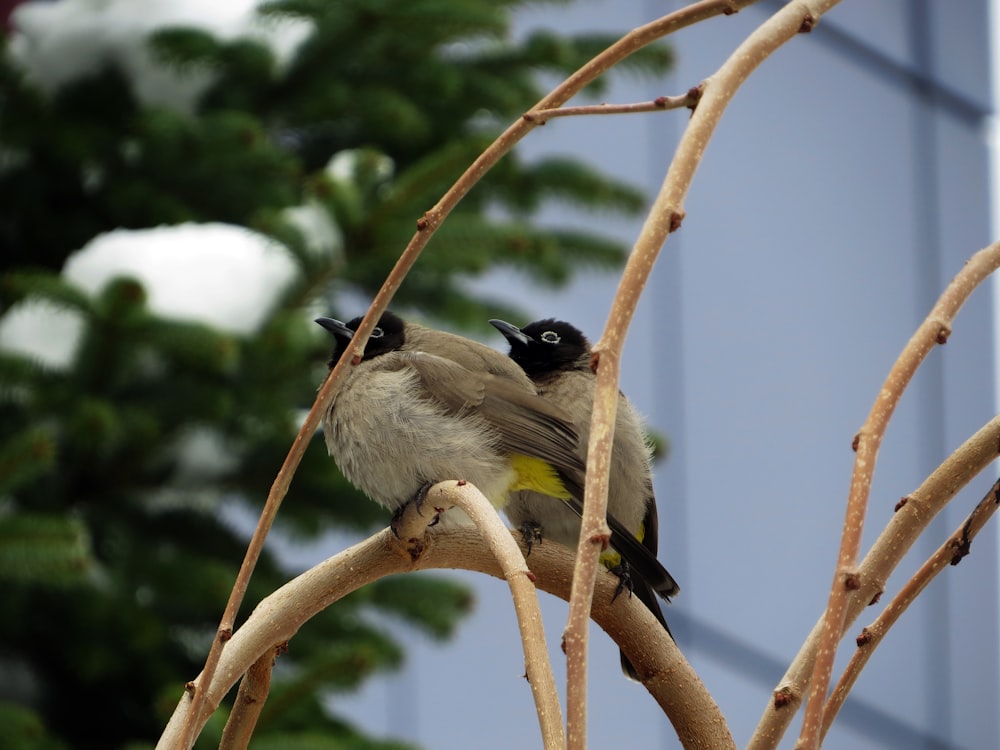 a couple of birds sitting on top of a tree branch