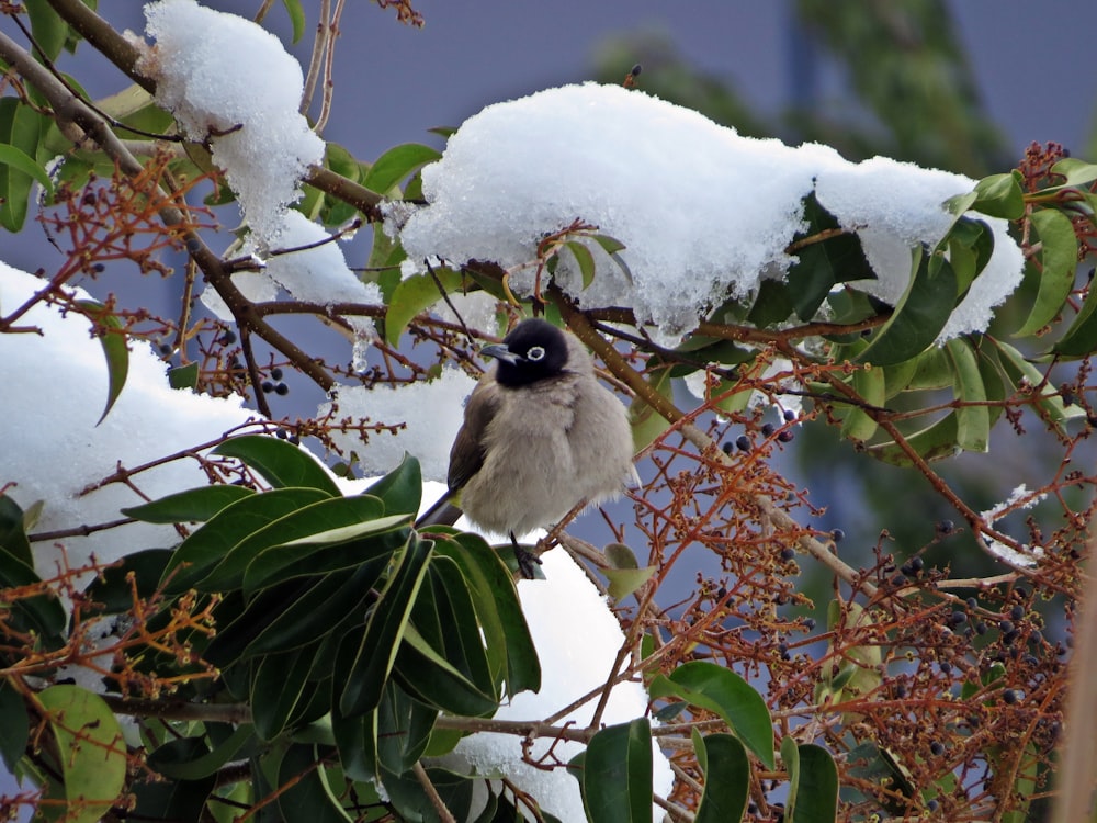 a small bird perched on a tree branch covered in snow