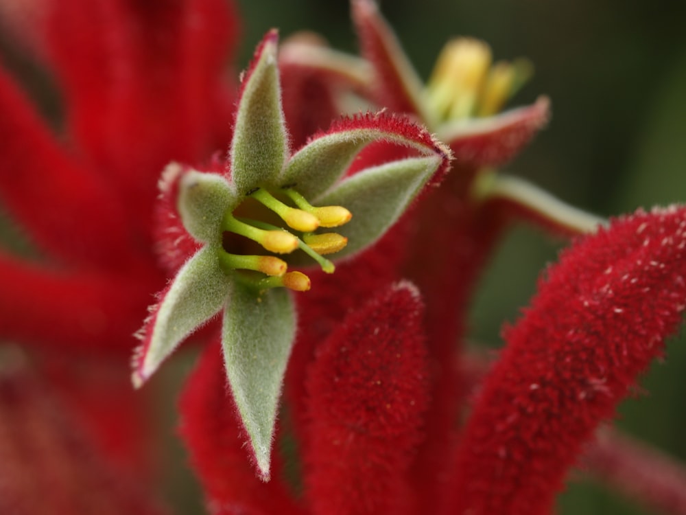 a close up of a red flower with green leaves