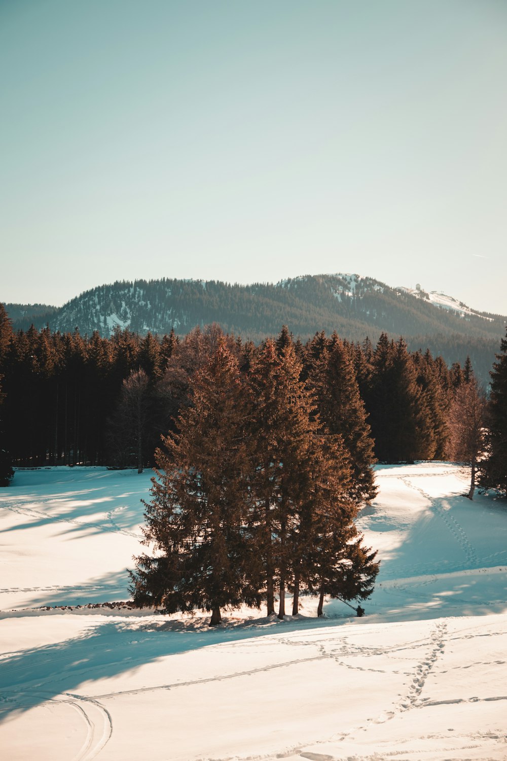 a tree with a mountain in the background