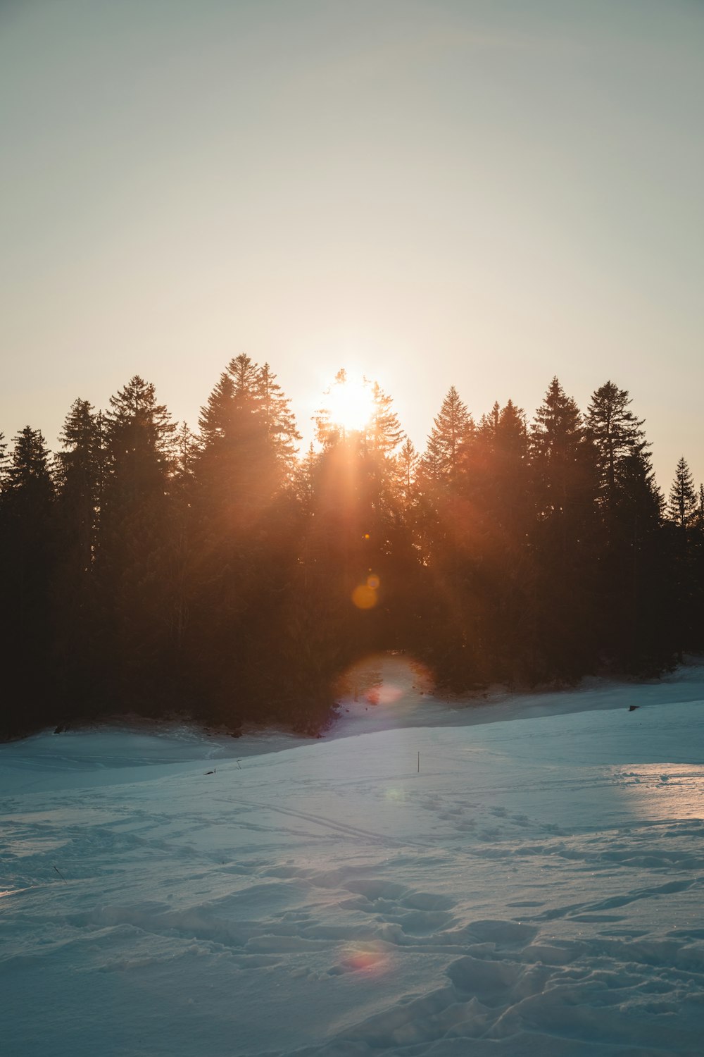 the sun is shining through the trees in the snow