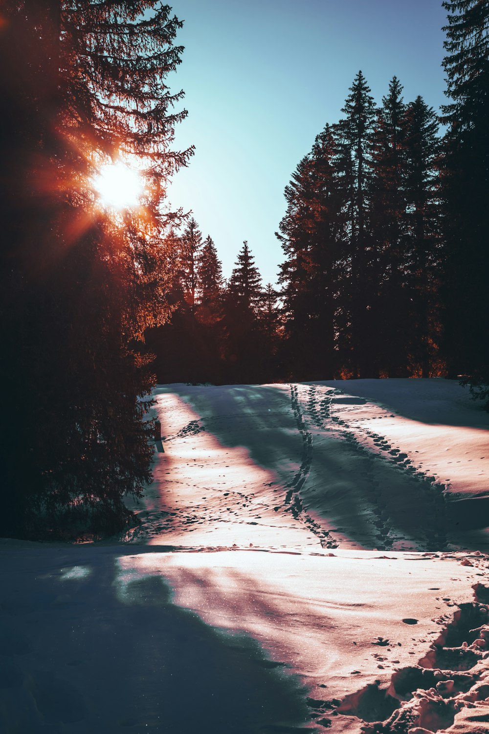 the sun is shining through the trees in the snow