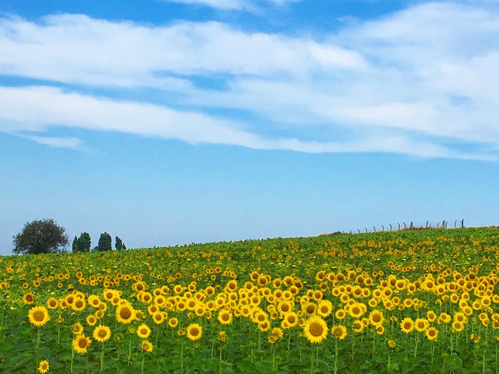 Ein großes Feld von Sonnenblumen unter blauem Himmel