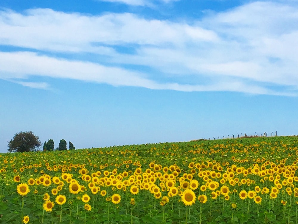 a large field of sunflowers under a blue sky