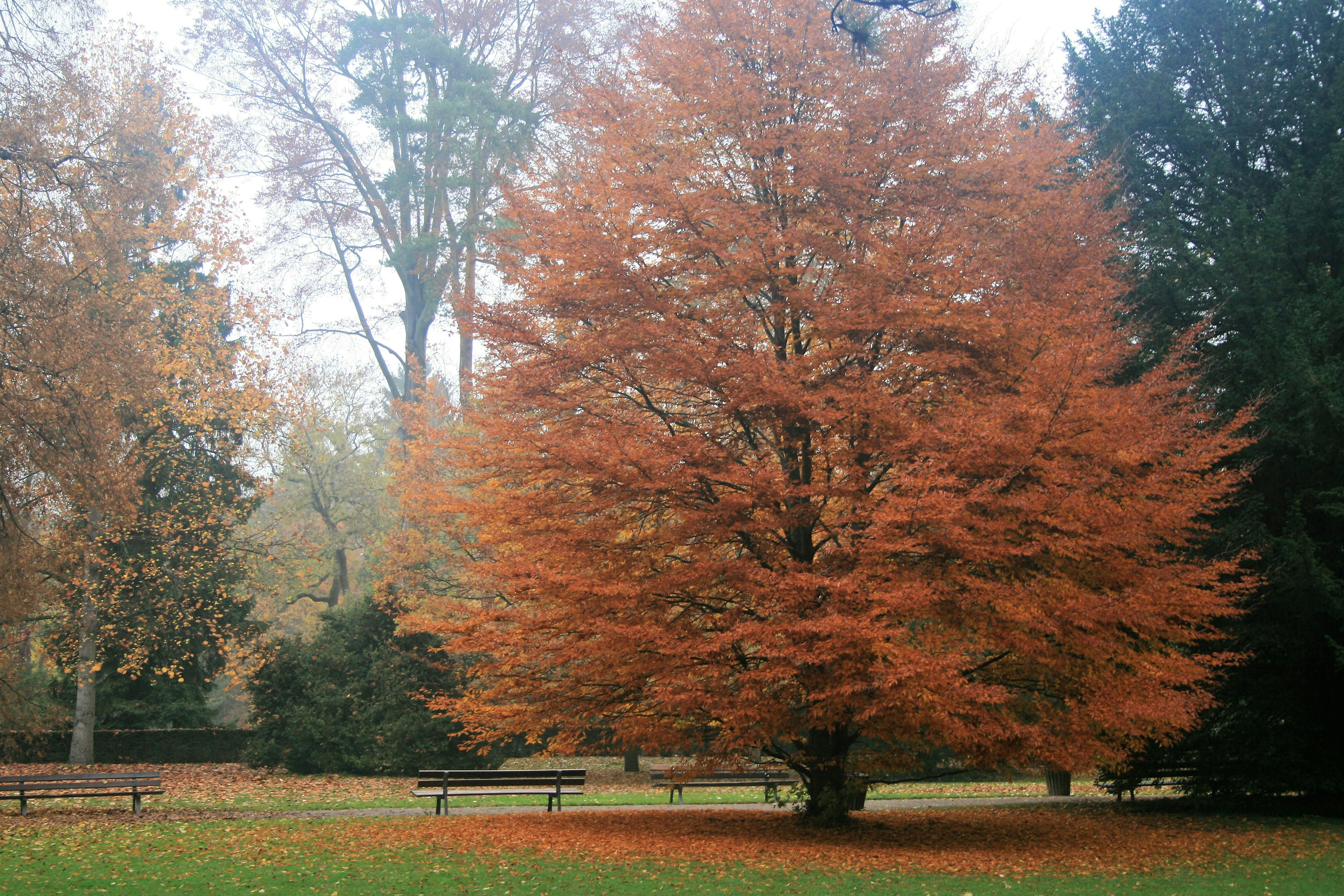 A tree with orange leaves in a park photo – Free Fall Image on Unsplash