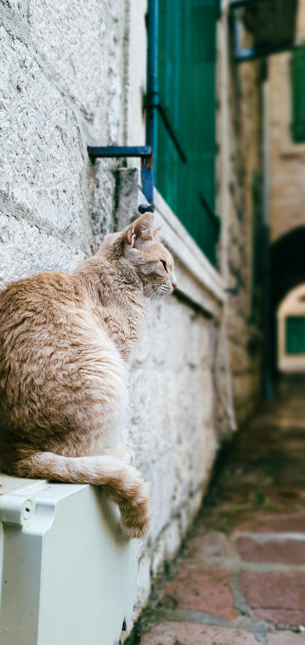 a cat is sitting on the ledge of a building