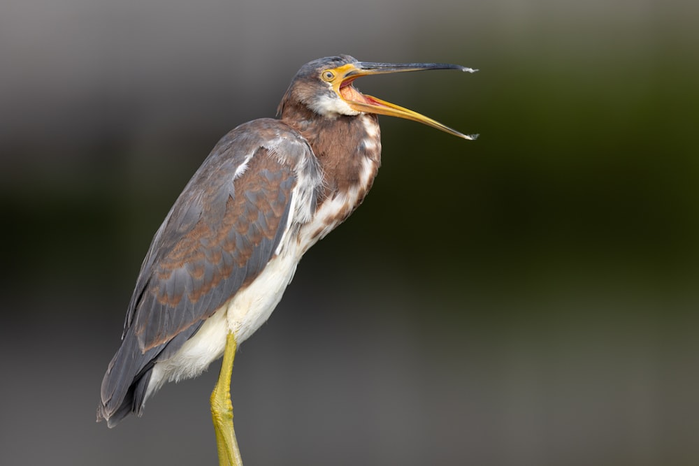 a bird standing on a branch