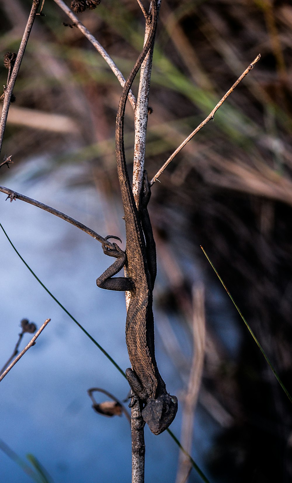 Un lagarto trepando por la rama de un árbol junto a un cuerpo de agua