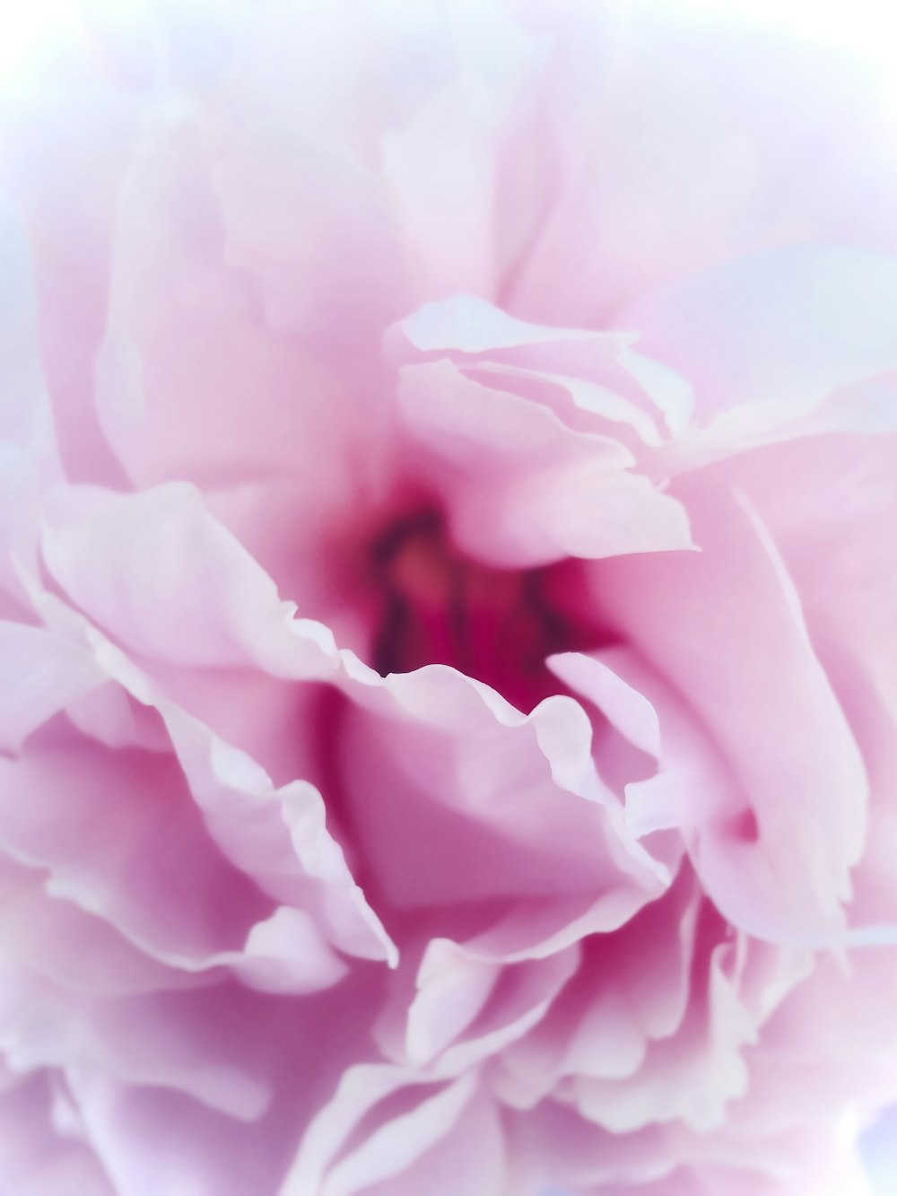 eine Nahaufnahme einer rosa Blume auf weißem Hintergrund