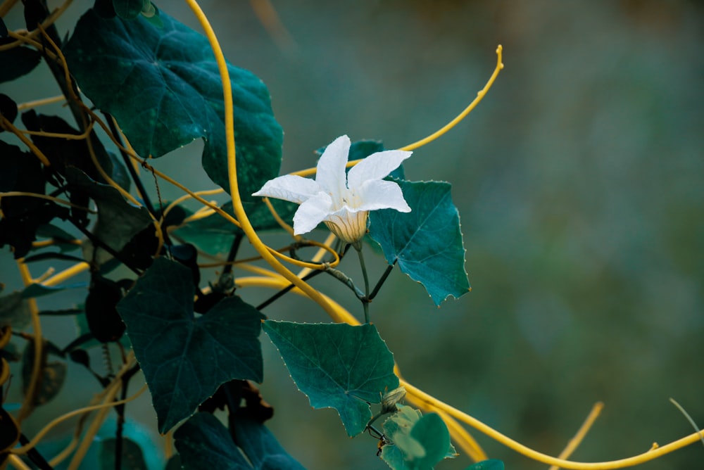 a white flower is growing on a tree branch