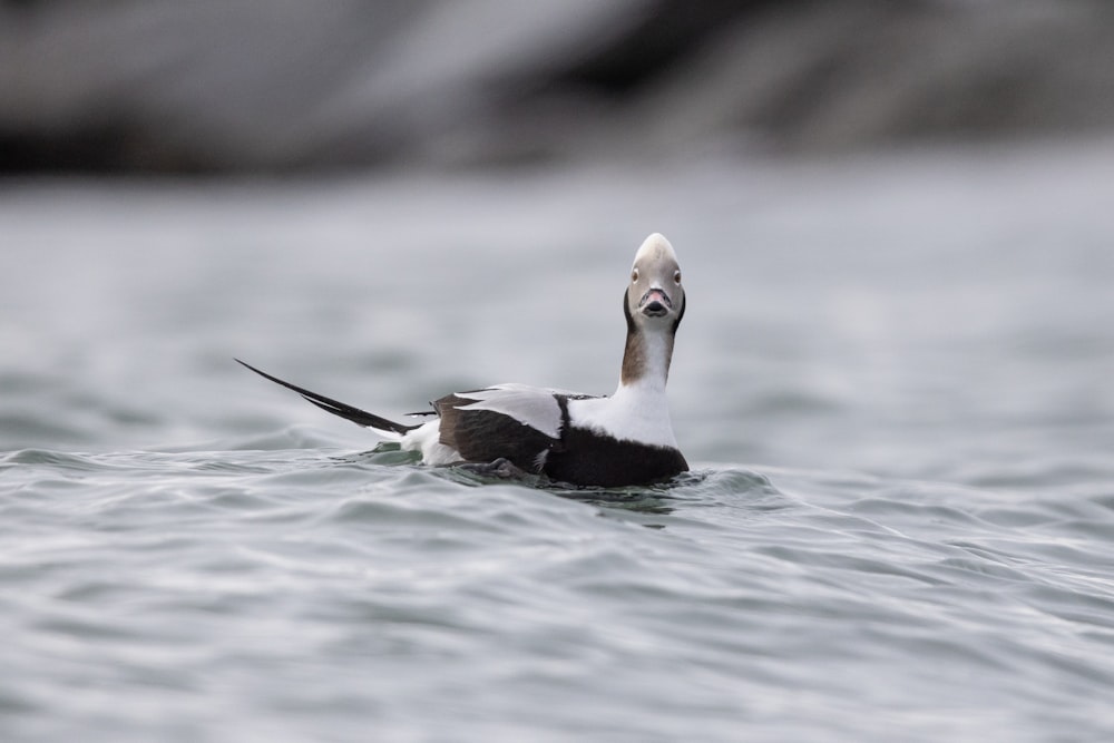 a duck swimming in a body of water