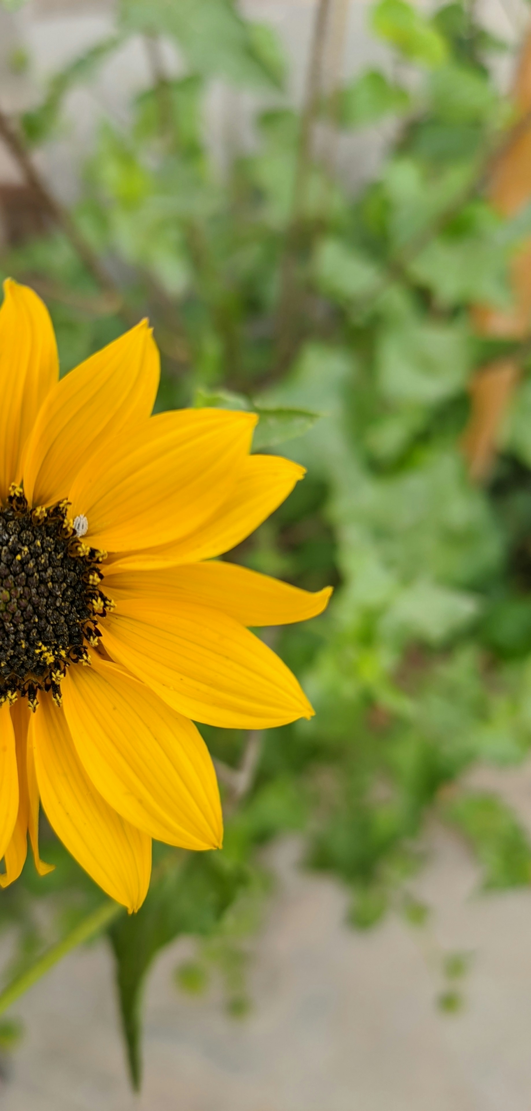 Photo by akash_gupta