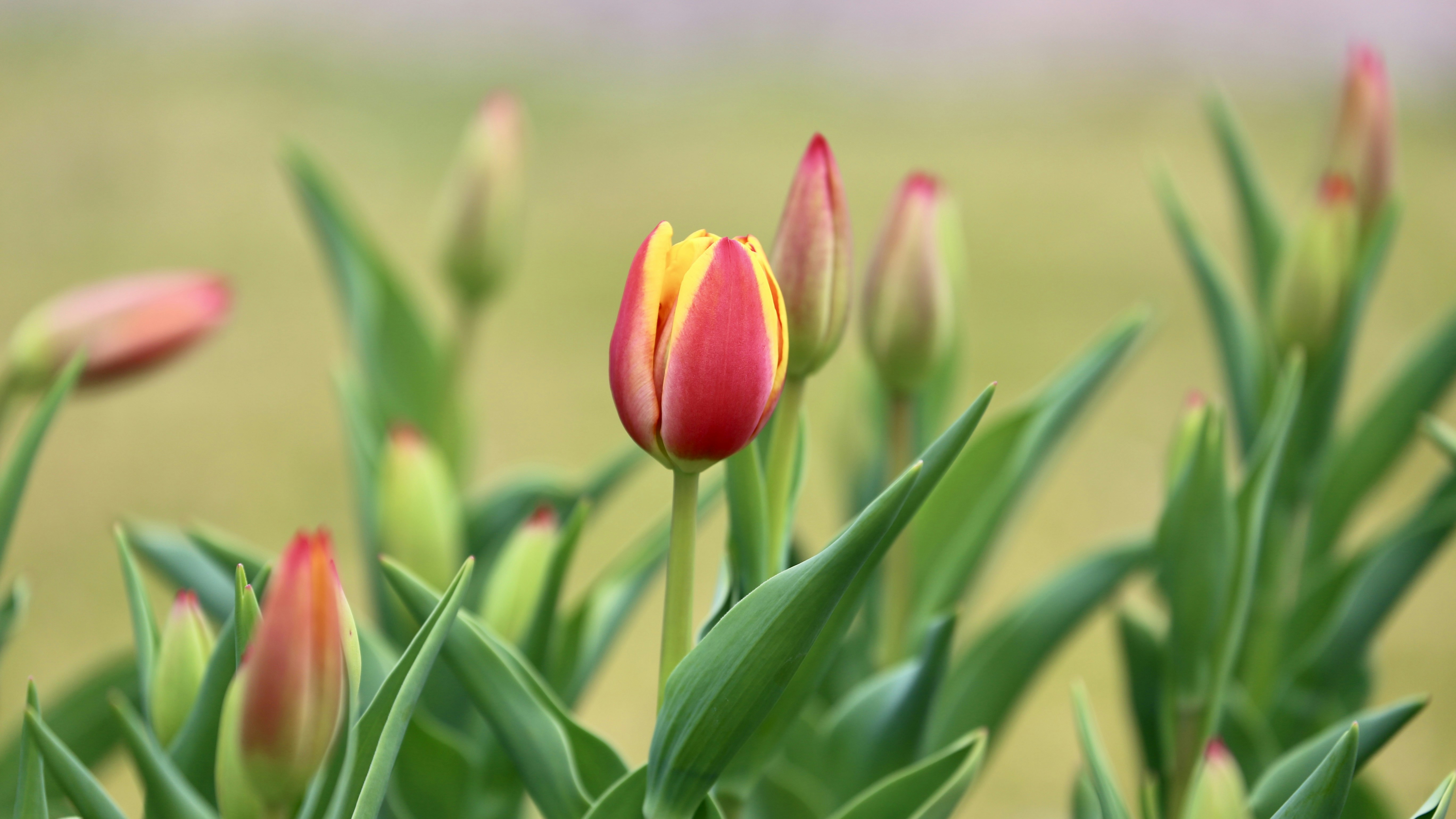 Photo by dickenslin76