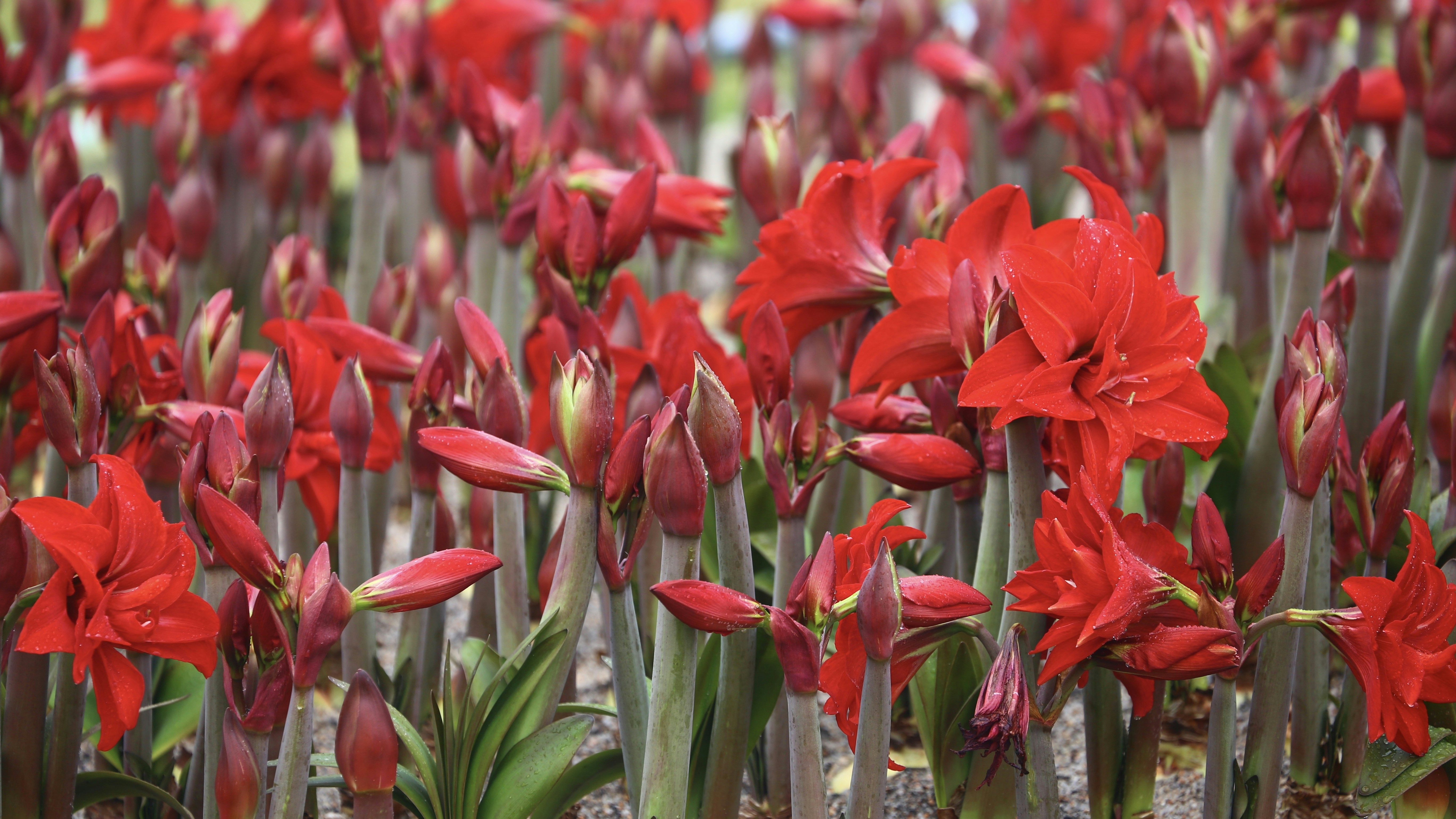 Amaryllis verzorgen en opnieuw laten bloeien: stap voor stap